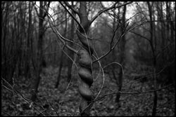 Exemple &agrave; l'Elmar 50 mm f/3,5