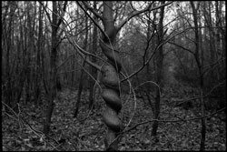 Exemple &agrave; l'Elmar 50 mm f/3,5