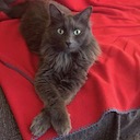 Avatar de l’utilisateur