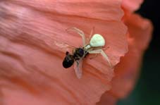 Araign&eacute;e crabe