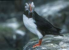 Macareux moine au nourrissage