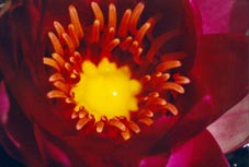 N&eacute;nuphar (Tarn, France)