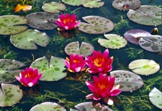 N&eacute;nuphars (Tarn, France)